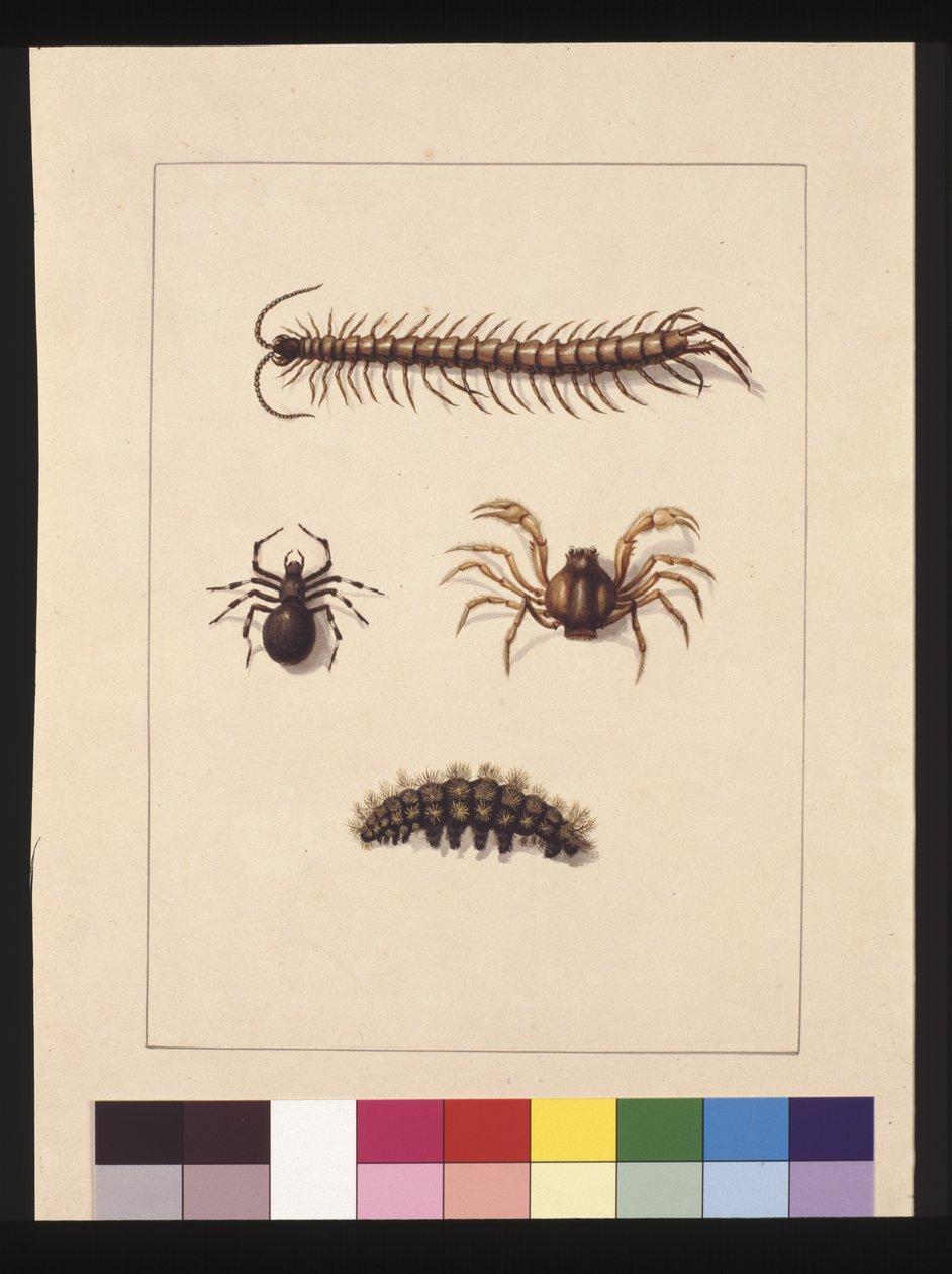 Side 11. Insekter i New South Wales. Nå kjent som vanlig tusenbein, edderkoppslekten Isopeda, Soldier Crab, Caterpillar, ca. 1789-90 (akvarell) av Sarah Stone