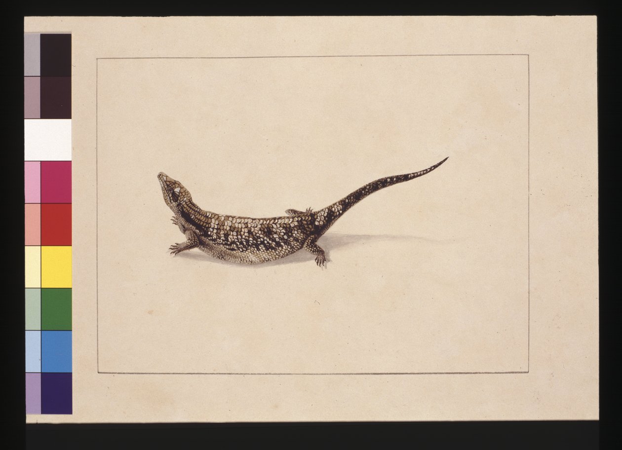 Side 12. Scincoid, eller hudformet øgle. Nå kjent som en blåtungeøgle, ca. 1789-90 (akvarell) av Sarah Stone