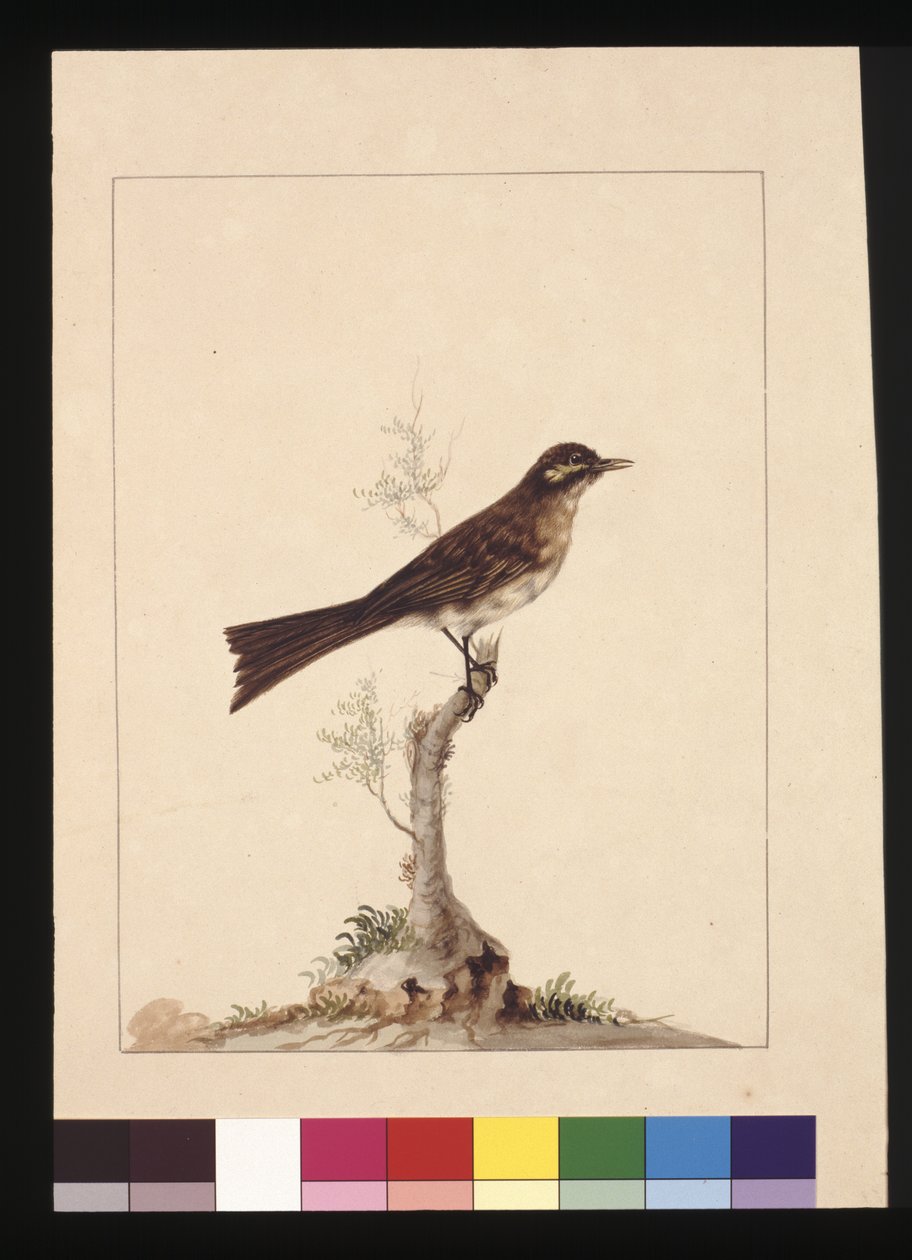 Side 14. Guløret fluesnapper. Nå kjent som en honningeater med gul ansikt, ca. 1789-90 (akvarell) av Sarah Stone
