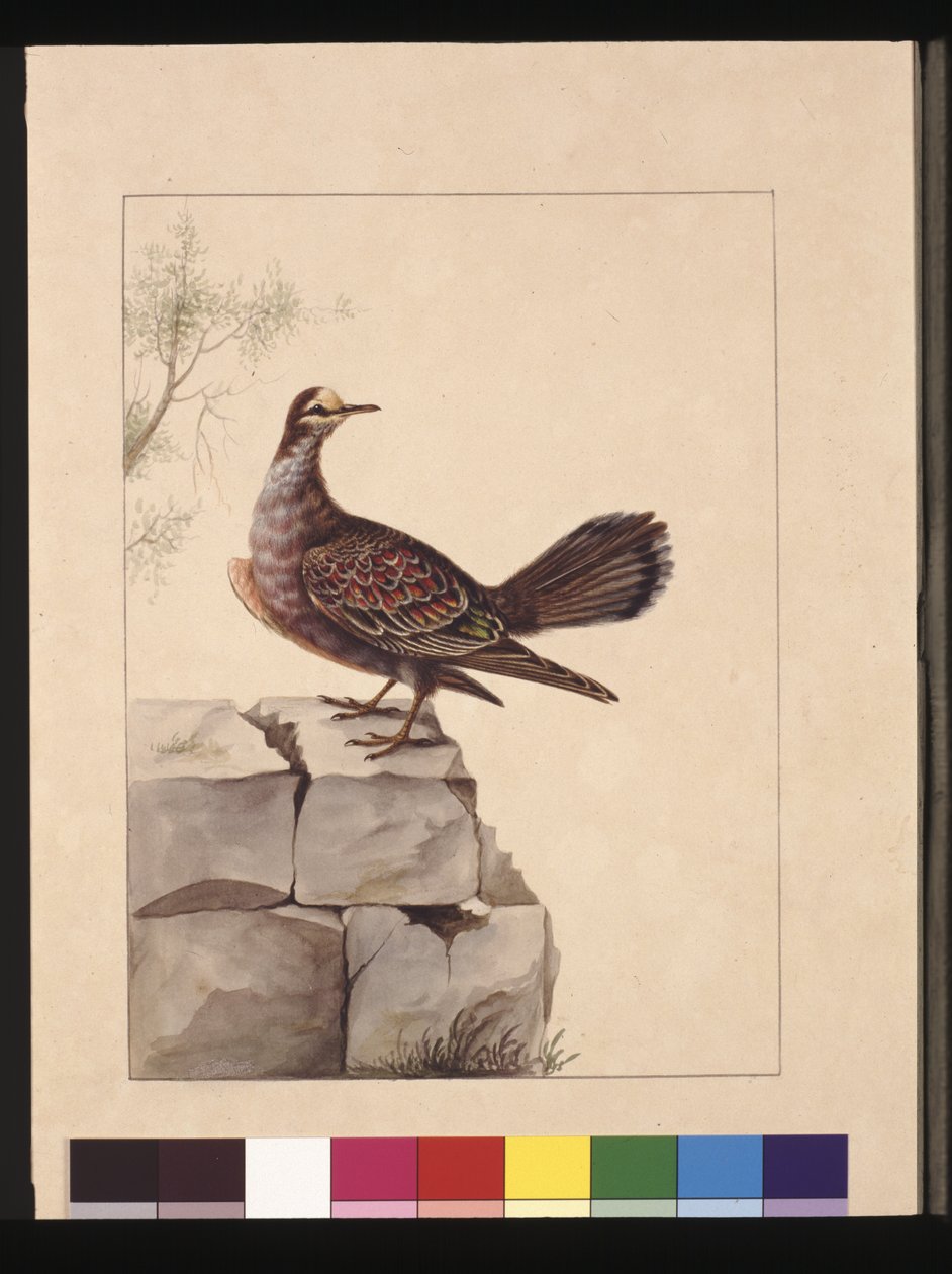 Side 15. Golden Winged Pidgeon. Nå kjent som en Forest Bronzewing Pigeon, ca. 1789-90 (akvarell) av Sarah Stone