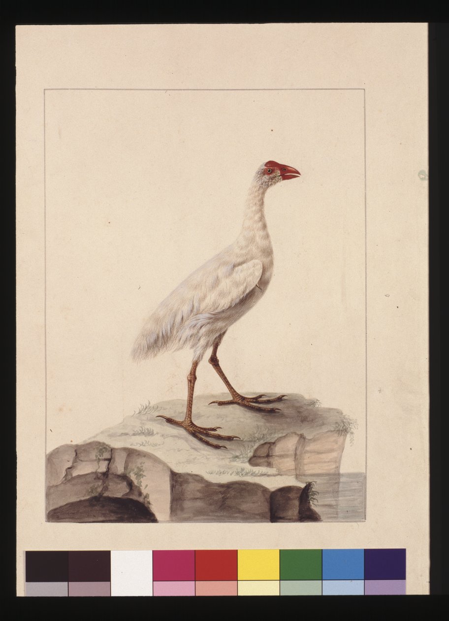 Side 16. Hvit Fulica. Nå kjent som en hvit gallinule (utdødd), ca. 1789-90 (akvarell) av Sarah Stone