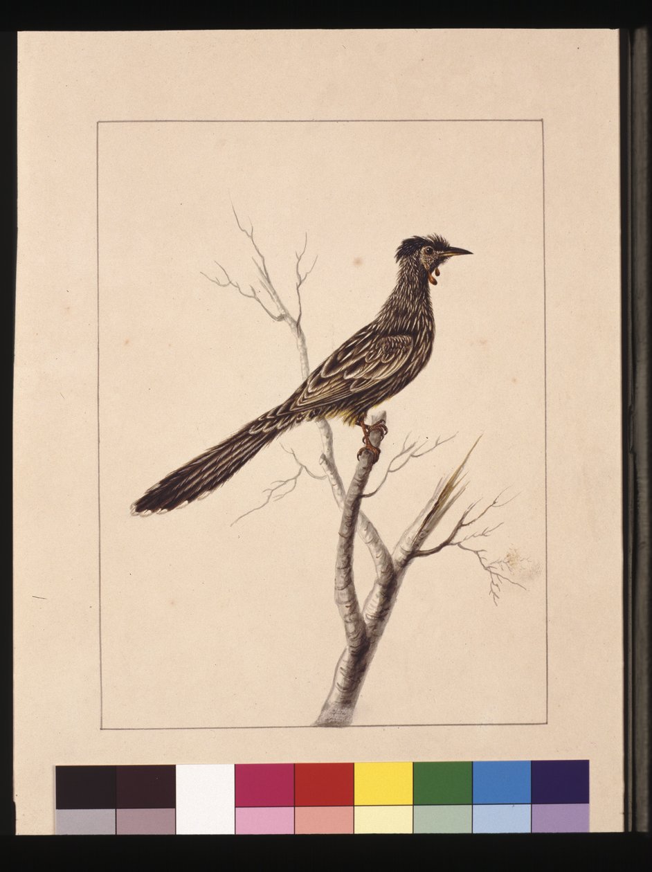 Side 17. Wattled Bee Eater. Nå kjent som en Red Wattle, fugl, ca. 1789-90 (akvarell) av Sarah Stone