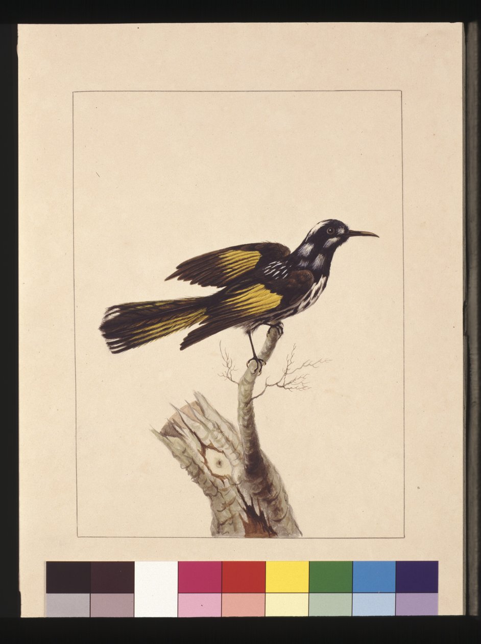 Side 19. New Holland Creeper. Nå kjent som en New Holland honningeater, ca. 1789-90 (akvarell) av Sarah Stone