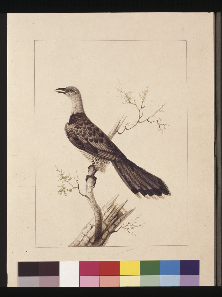 Side 1. Anomal hornfugl: Signert l.c. Sarah Smith. Nå kjent som en kanalnebbgjøk, ca. 1789-90 (akvarell) av Sarah Stone