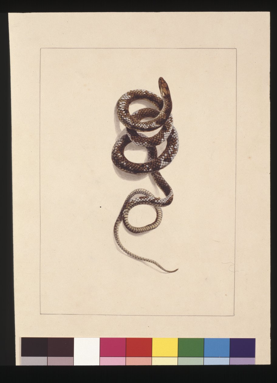 Side 20. Slange nr.1. Nå kjent som en brun slange, ca. 1789-90 (akvarell) av Sarah Stone