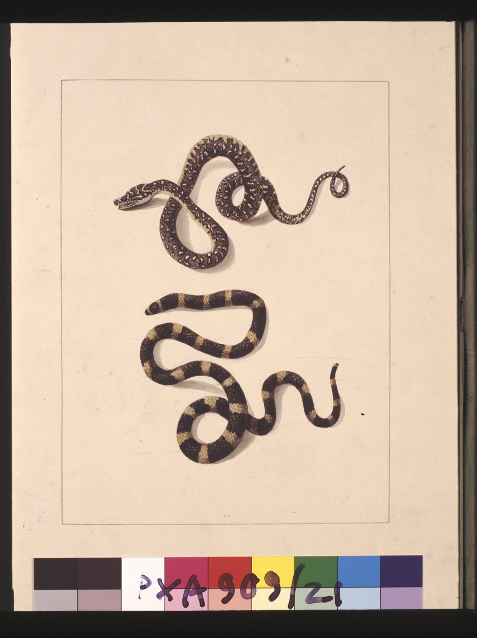 Side 21. Slanger nr. 1 & nr.2. Nå kjent som en ung diamantslange og en bandybandy, ca. 1789-90 (akvarell) av Sarah Stone