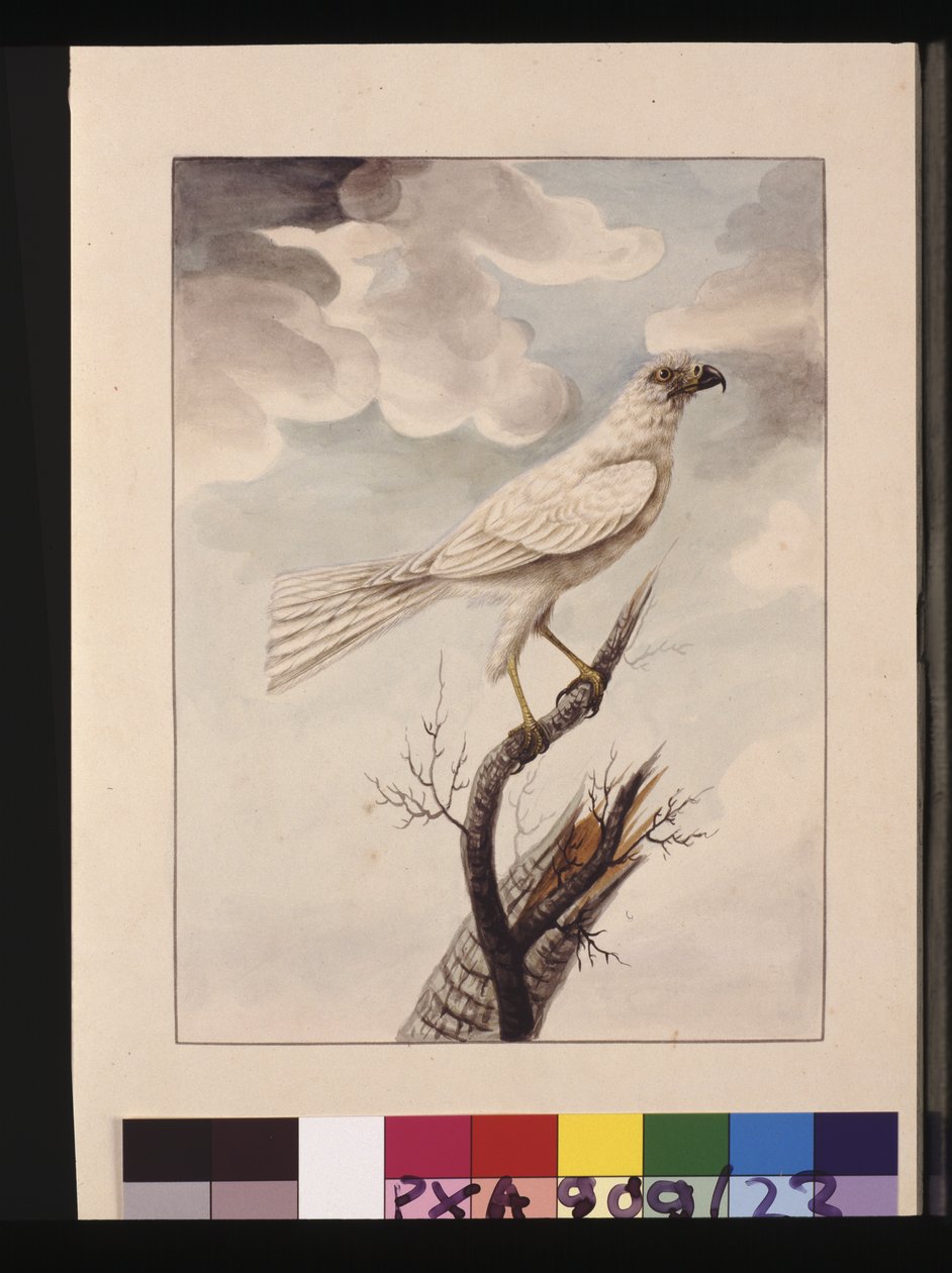 Side 23. White Hawke. Nå kjent som en grå hønsehauk, ca. 1789-90 (akvarell) av Sarah Stone