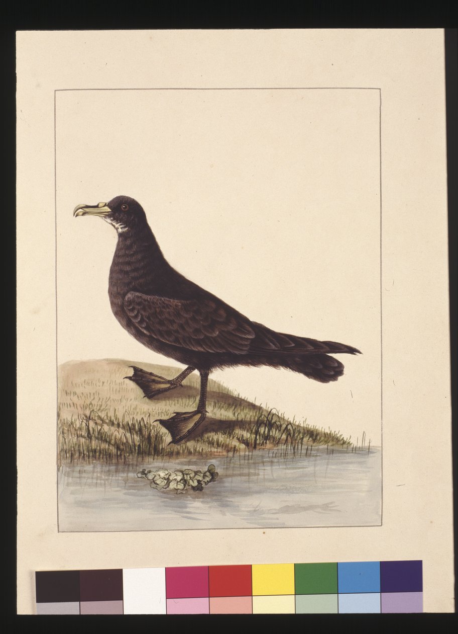 Side 24. Fuliginous Peteril. Nå kjent som en hvitkinnet petrel, ca. 1789-90 (akvarell) av Sarah Stone