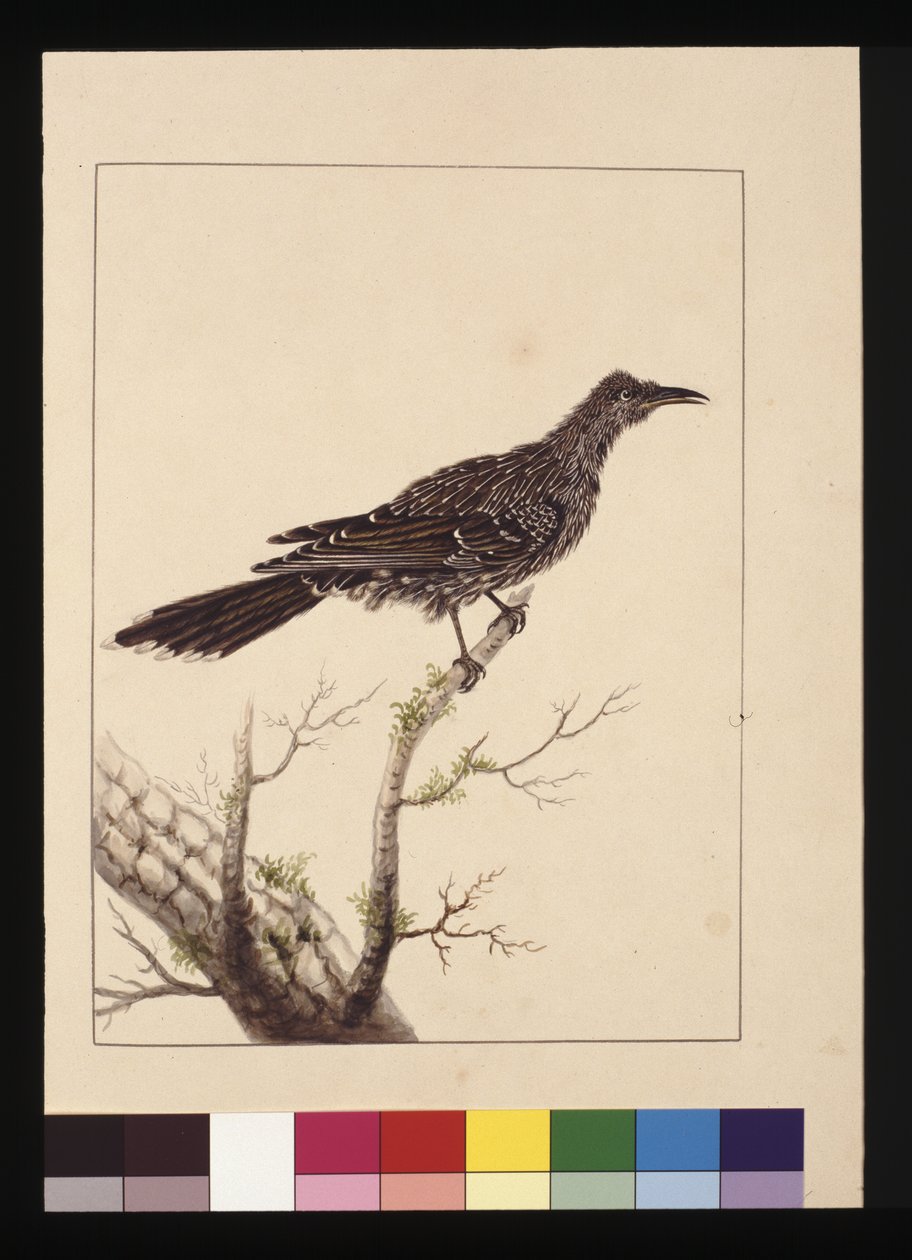 Side 26. Wattled Bee Eater hunn. Nå kjent som en liten Wattle-fugl, ca. 1789-90 (akvarell) av Sarah Stone