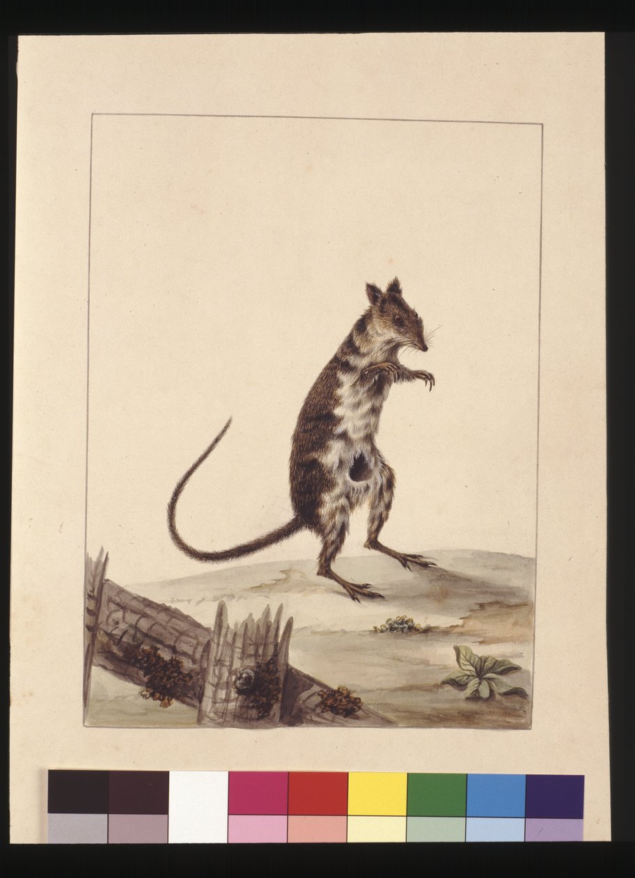 Side 27. Poto Roo eller kengururotte. Nå kjent som en rødrød rotte, kenguru, ca. 1789-90 (akvarell) av Sarah Stone