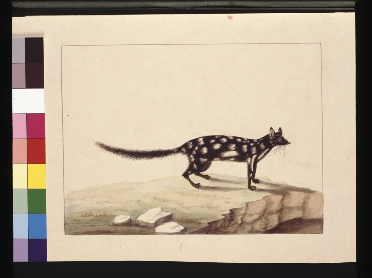 Side 28. En Tapoa Tafa. Nå kjent som en Dasyurus quoll. Ser ut til å være en Sarah Stone-kopi av en Charles Catton Junr. tallerken, ca. 1789-90 (akvarell) av Sarah Stone