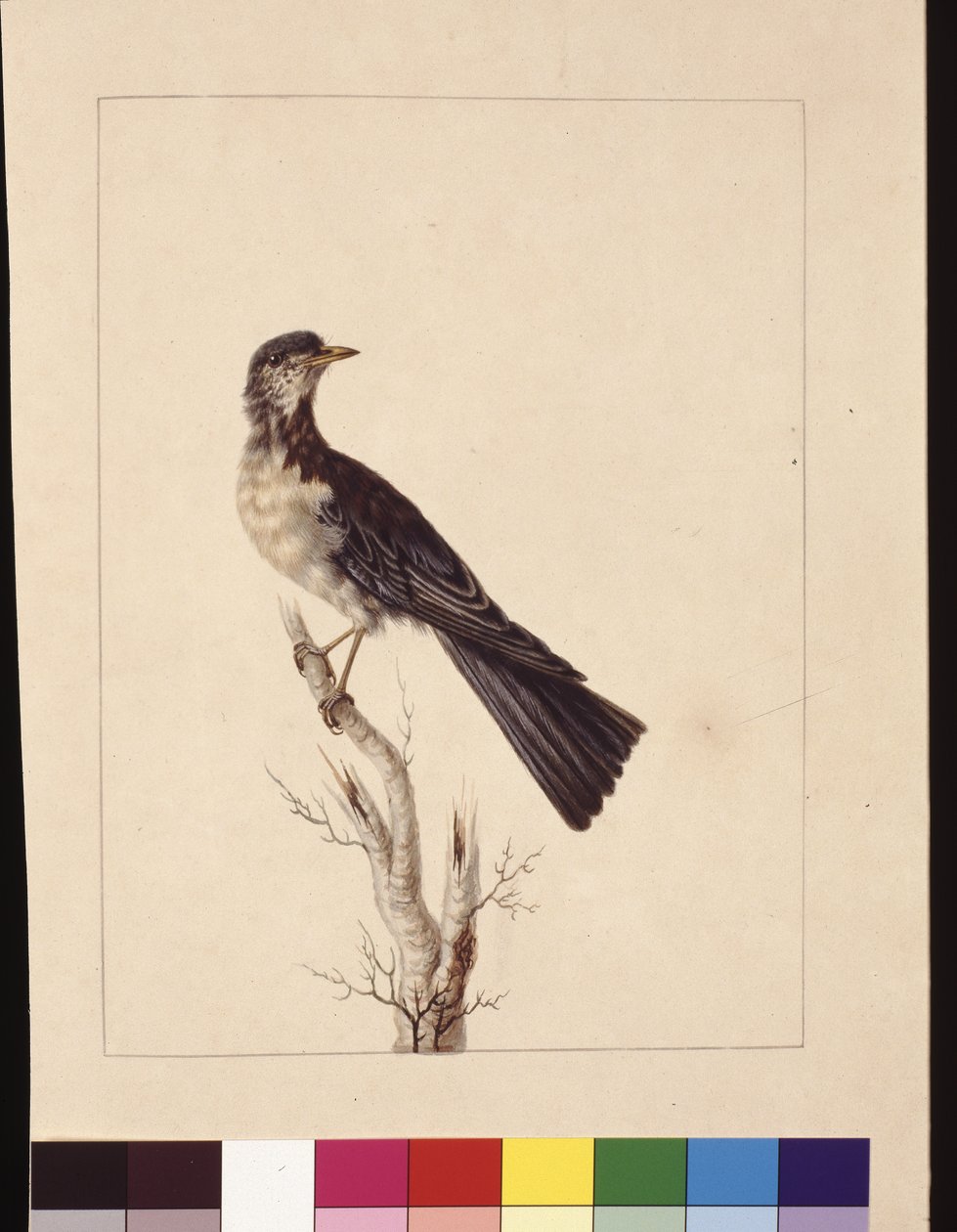 Side 29. Port Jackson Thrush. Nå kjent som en gråtrost flekket vakteltrost?, ca. 1789-90 (akvarell) av Sarah Stone