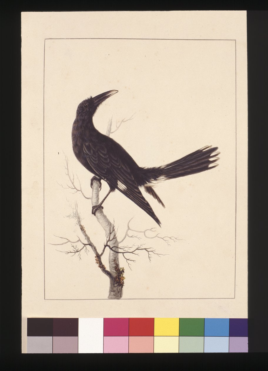 Side 30. Hvit, ventilert kråke. Nå kjent som en Pied Currawong, ca. 1789-90 (akvarell) av Sarah Stone