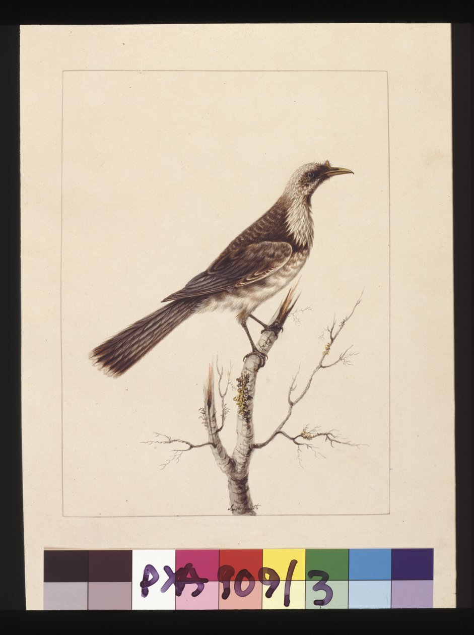 Side 3. Knott, Fronted Bee Eater: Signert l.c. Sarah Smith. Nå kjent som en Friar-fugl, ca. 1789-90 (akvarell) av Sarah Stone