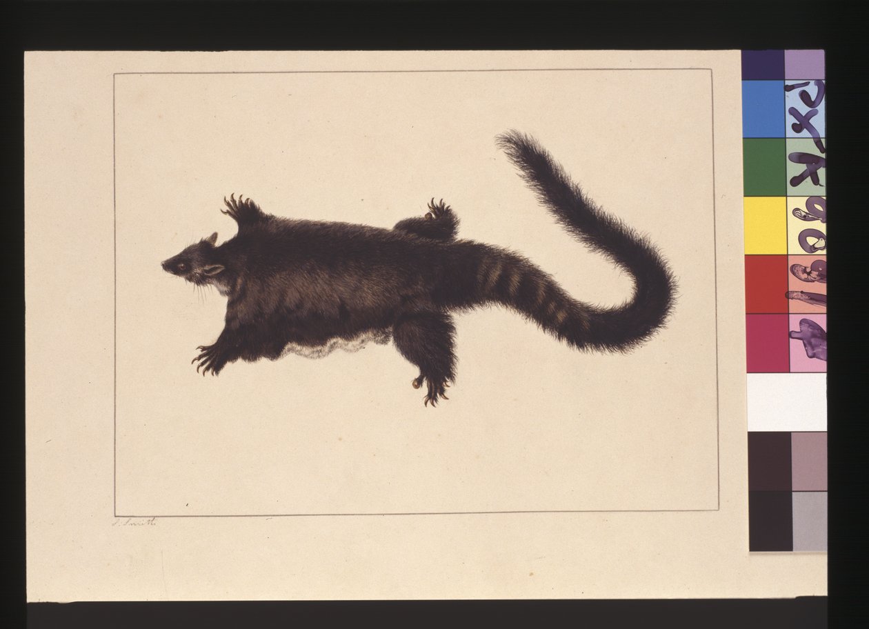 Side 4. Hepoona Roo: Signert l.l. utvendig rammelinje S. Smith. Nå kjent som en Greater glider possum, ca. 1789-90 (akvarell) av Sarah Stone