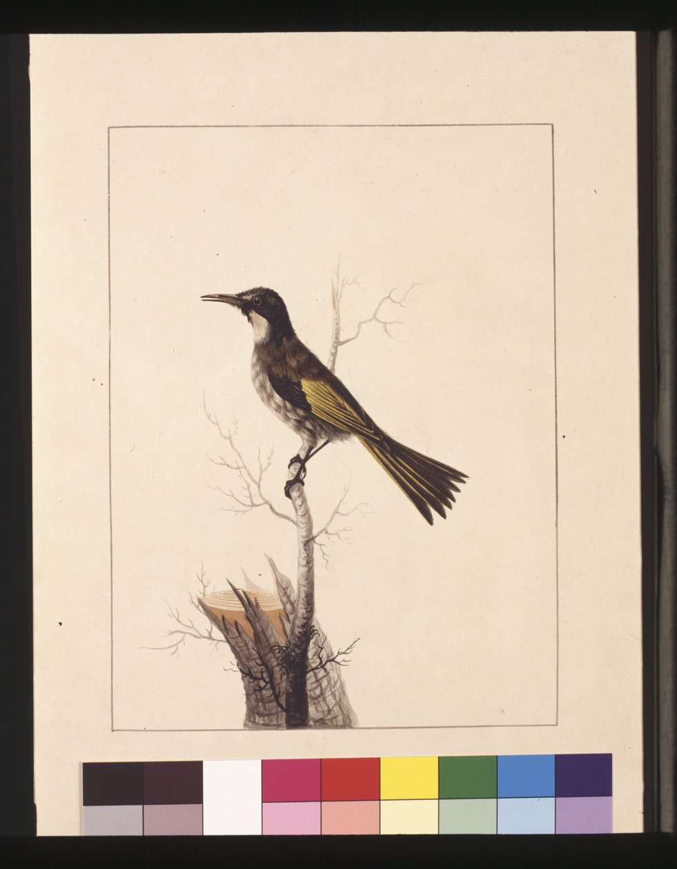 Side 5. New Holland Creeper. Nå kjent som en hvitkinn honningspiser, ca. 1789-90 (akvarell) av Sarah Stone