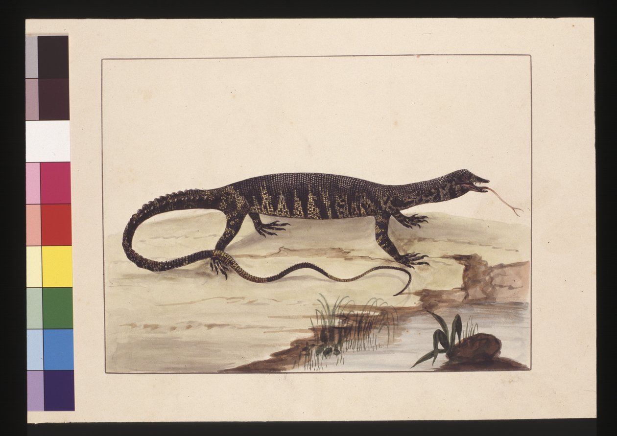 Side 6. Spraglete øgle. Nå kjent som en Goanna, ca. 1789-90 (akvarell) av Sarah Stone