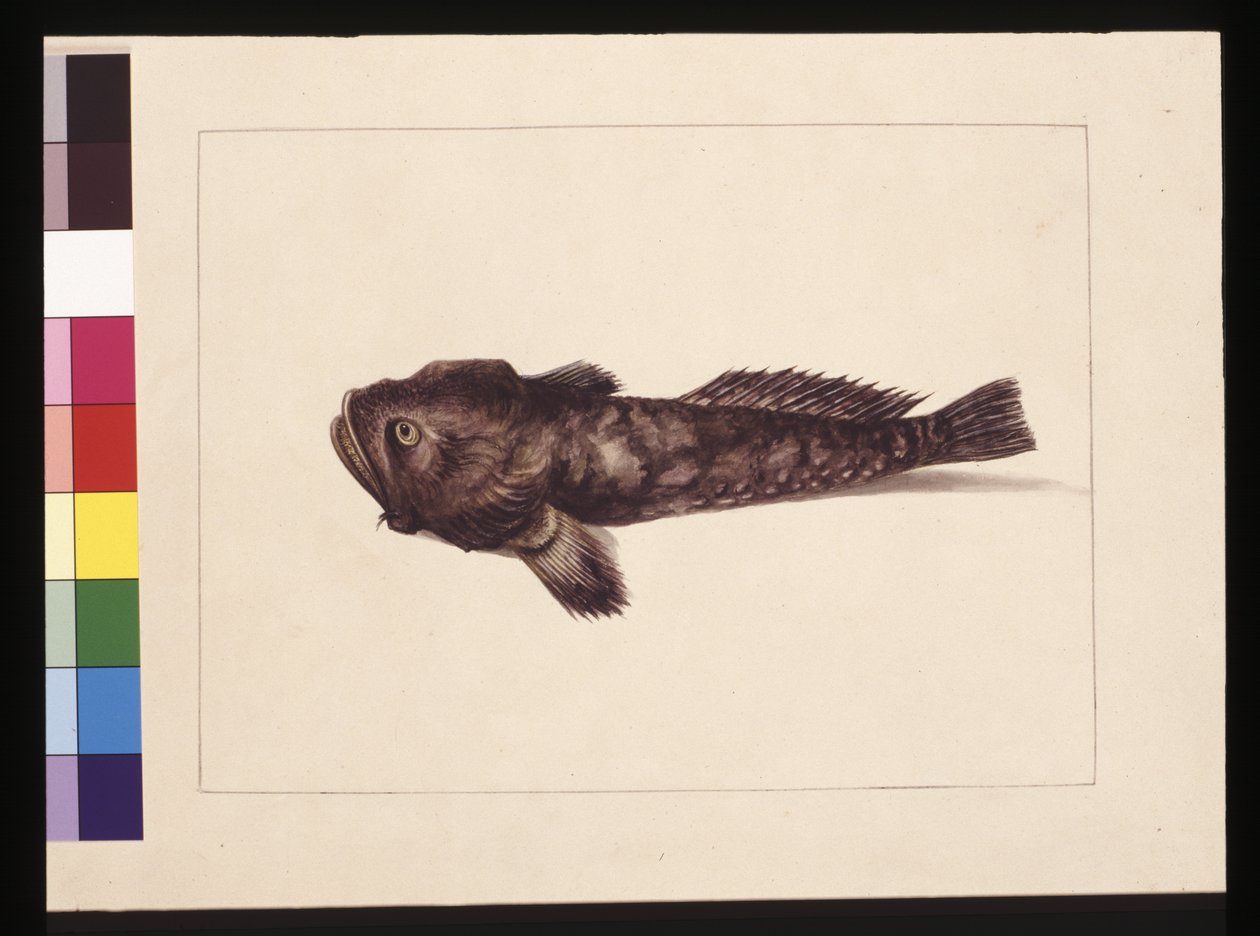 Side 8. Tvilsomme Lophius. Nå kjent som en froskefisk, ca. 1789-90 (akvarell) av Sarah Stone