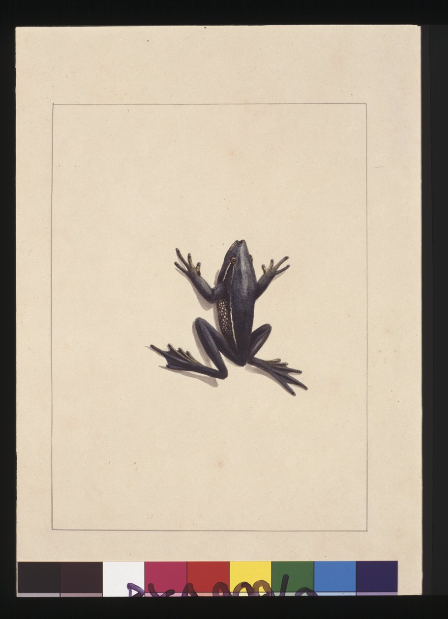 Side 9. Blå frosk. Nå kjent som en grønn trefrosk, ca. 1789-90 (akvarell) av Sarah Stone