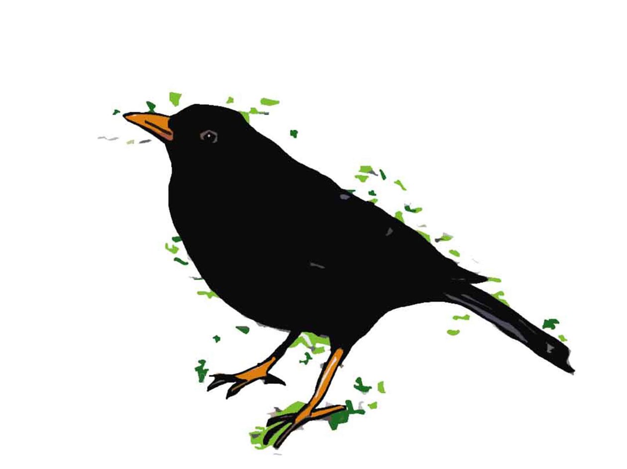 Blackbird, 2018, (digital tegning) av Sarah Thompson Engels
