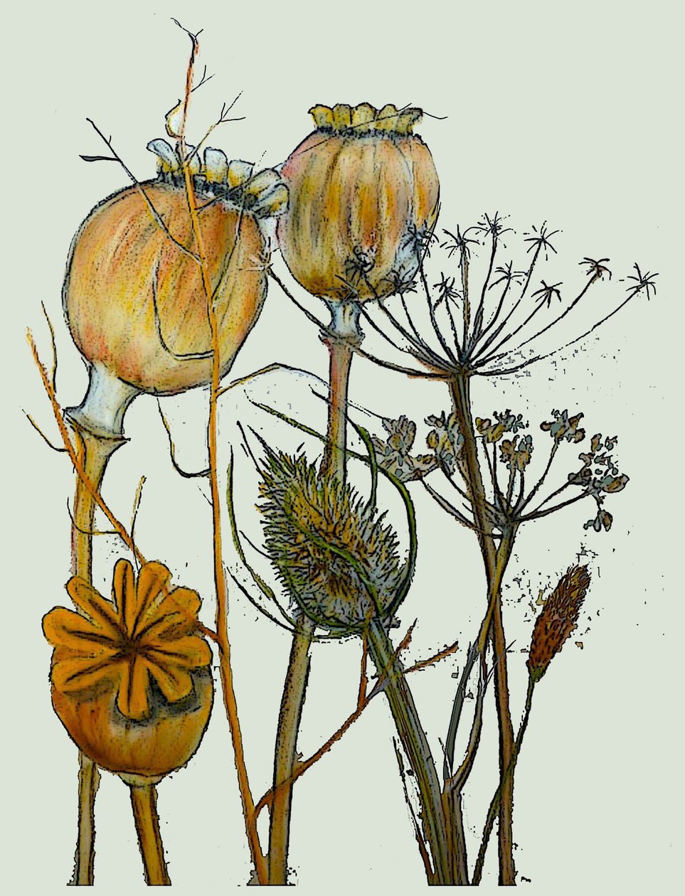 Tørkede frøhoder, 2019 (blekk monoprint) av Sarah Thompson Engels