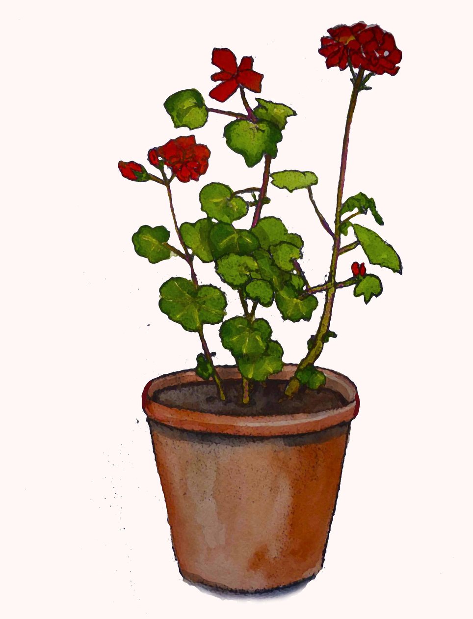 Pelargonier i en blomsterpotte, 2019, (akvarell) av Sarah Thompson Engels