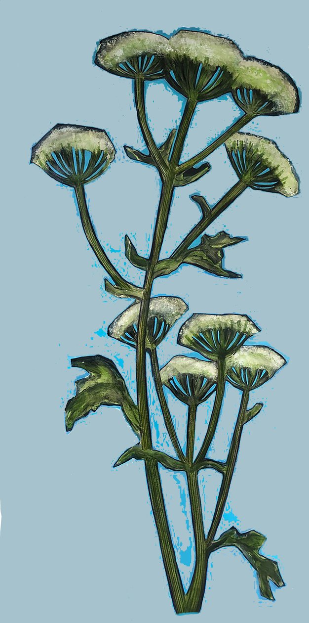Hogweed 2020 (akryl om bord) av Sarah Thompson Engels