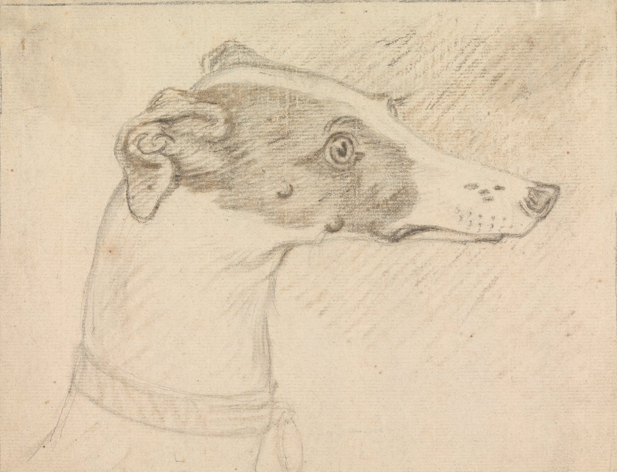 Hodeportrett av Grayhound av Sawrey Gilpin