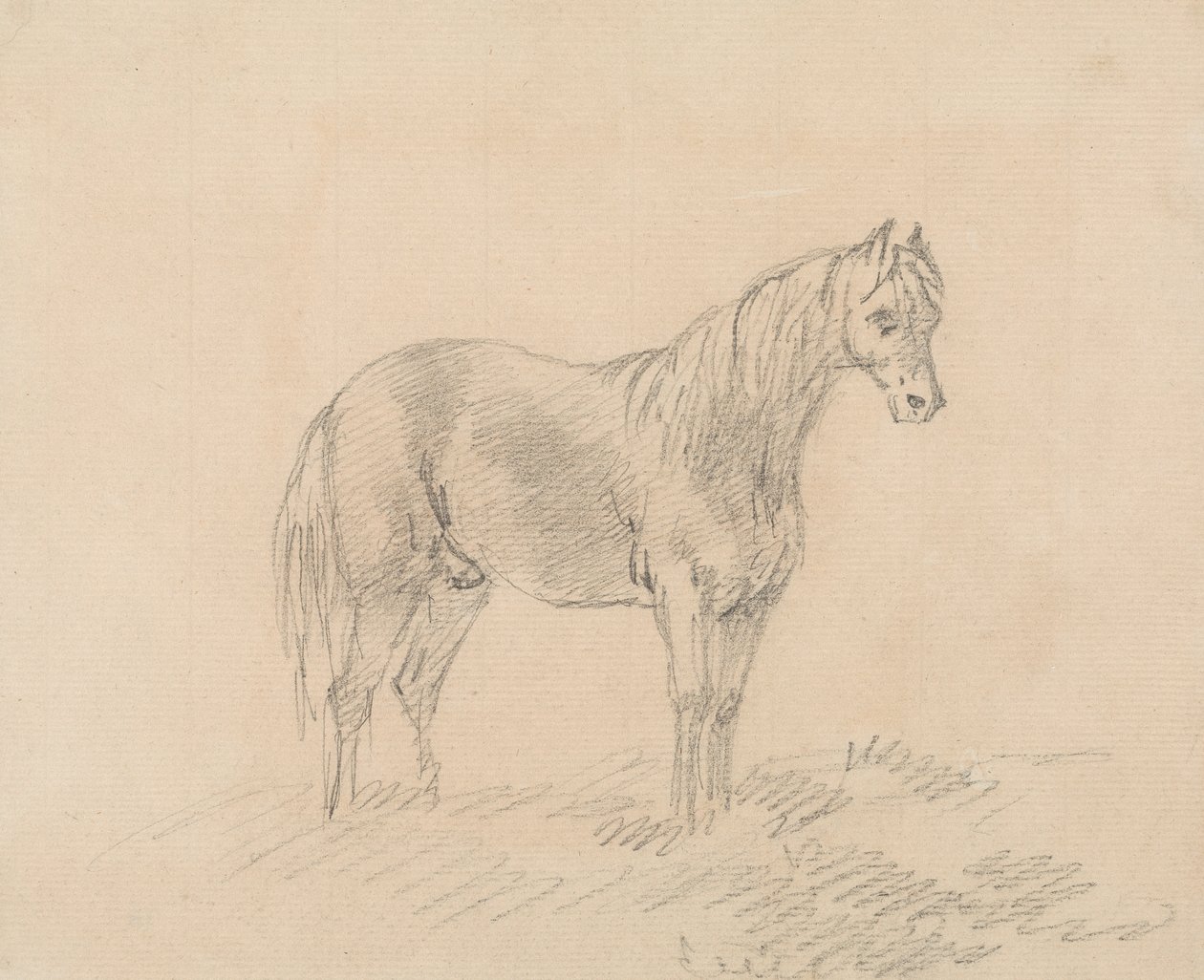 Hannhest av Sawrey Gilpin