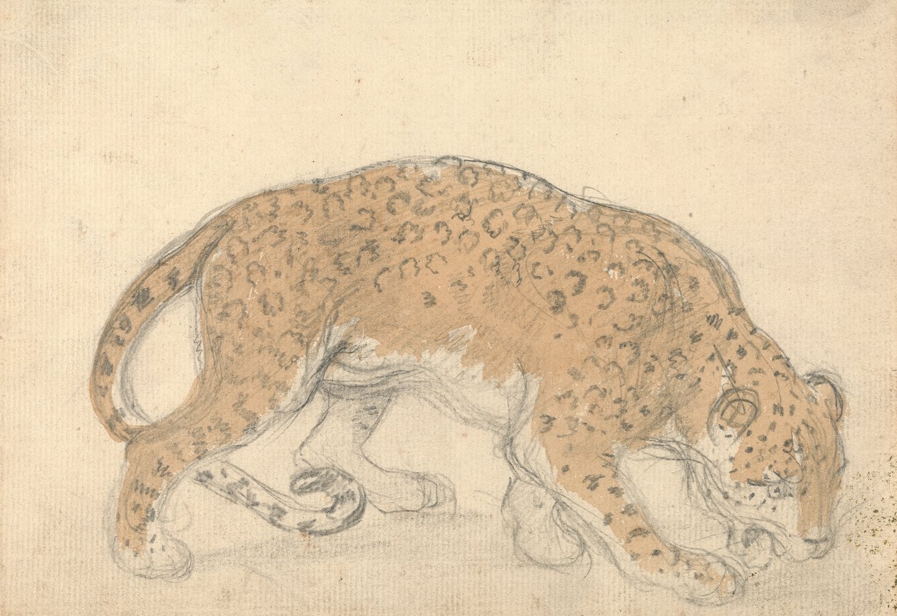 Studie av en leopard av Sawrey Gilpin