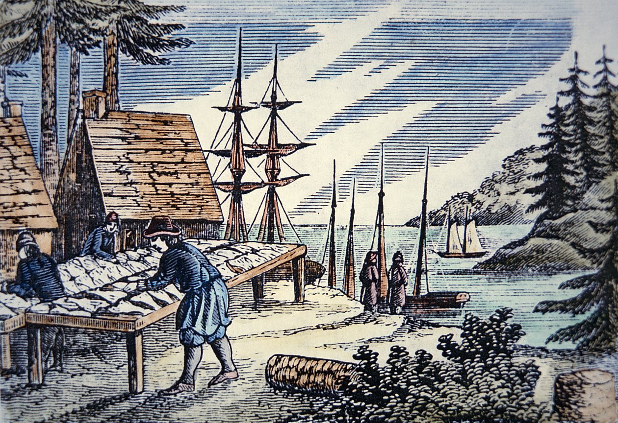 Fiskere som tørker torsk i New England, fra et tresnitt fra 1600-tallet (farge litho) av School American