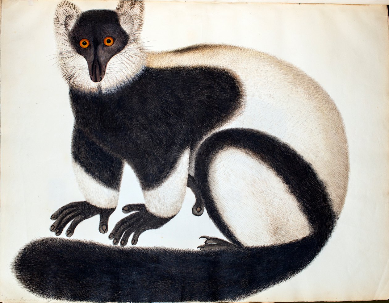 Svart og hvit lemur, fra 