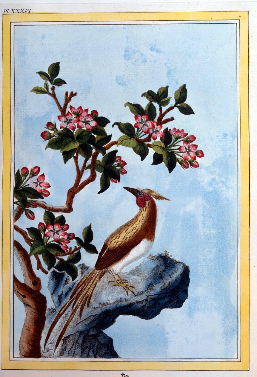 Kinesisk kunst: blomster og fugler. Dijon-gravering fra 1700-tallet, kommunalt bibliotek av School Chinese