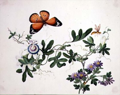 Pasjonsblomst og sommerfugl (akvarell på papir) av School Chinese