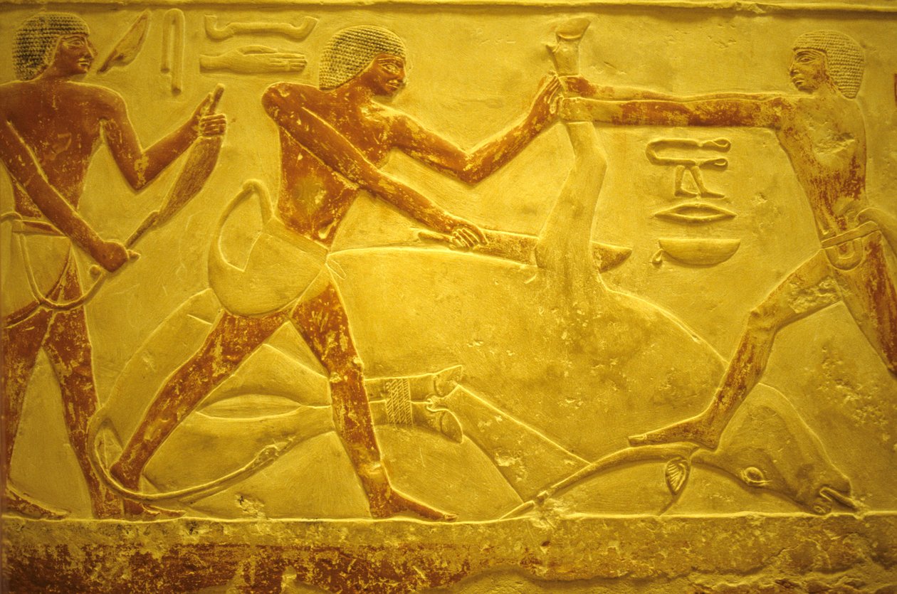 Det gamle Egypt, veggutskjæring/maleri, Mastaba/Idouts grav, Saqqara, 2323-2150 f.Kr., okse slaktet for ofring (bilde) av School Egyptian