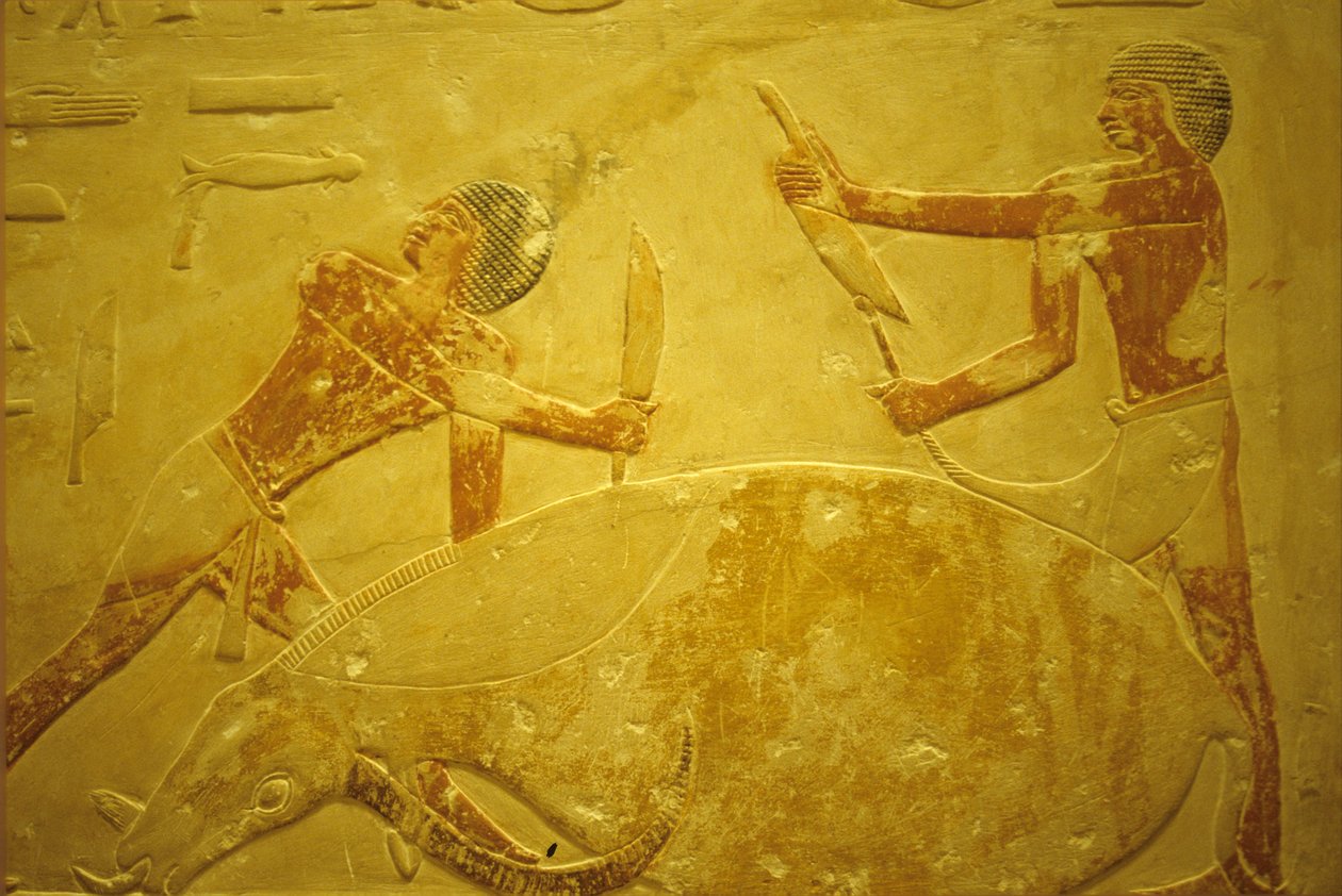 Det gamle Egypt, veggutskjæring/maleri, Mastaba/Idouts grav, Saqqara, 2323-2150 f.Kr., okse slaktet for ofring (bilde) av School Egyptian