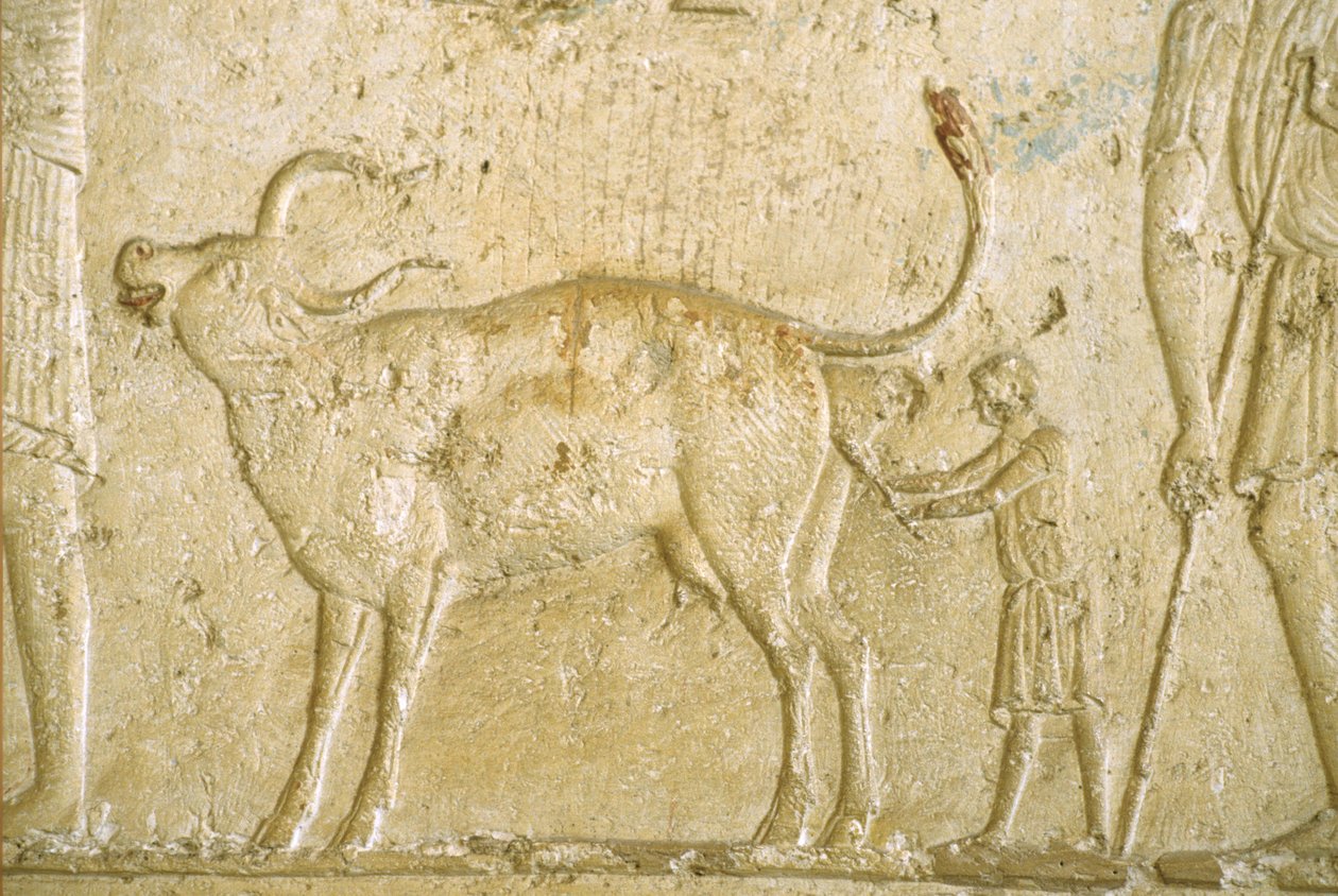 Det gamle Egypt, veggutskjæring/maleri, Petosiris grav, Tuna Gabel, Tuna el Gebel, 300 f.Kr., hjelpe en ku å føde (bilde) av School Egyptian