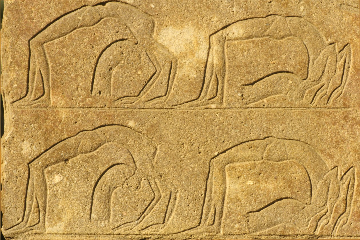 Det gamle Egypt, veggmaling/utskjæring, kvinnelige akrobater opptrer, Karnak-tempelet, Luxor (bilde) av School Egyptian