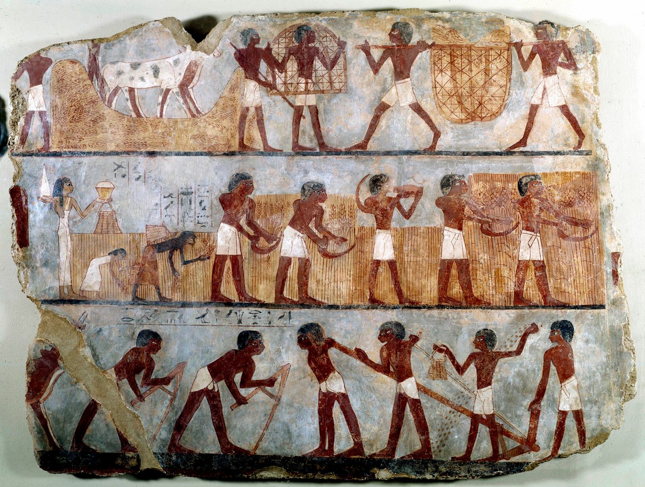 Egyptisk antikvitet: veggmaleri fra den tebanske graven til Ounsou: arbeidet med åkrene: pløying, planting, høsting, bæring av skjær, avplanting og stripping av korn. Reg of Thutmosis (Tutmosis eller Thutmus) III av School Egyptian
