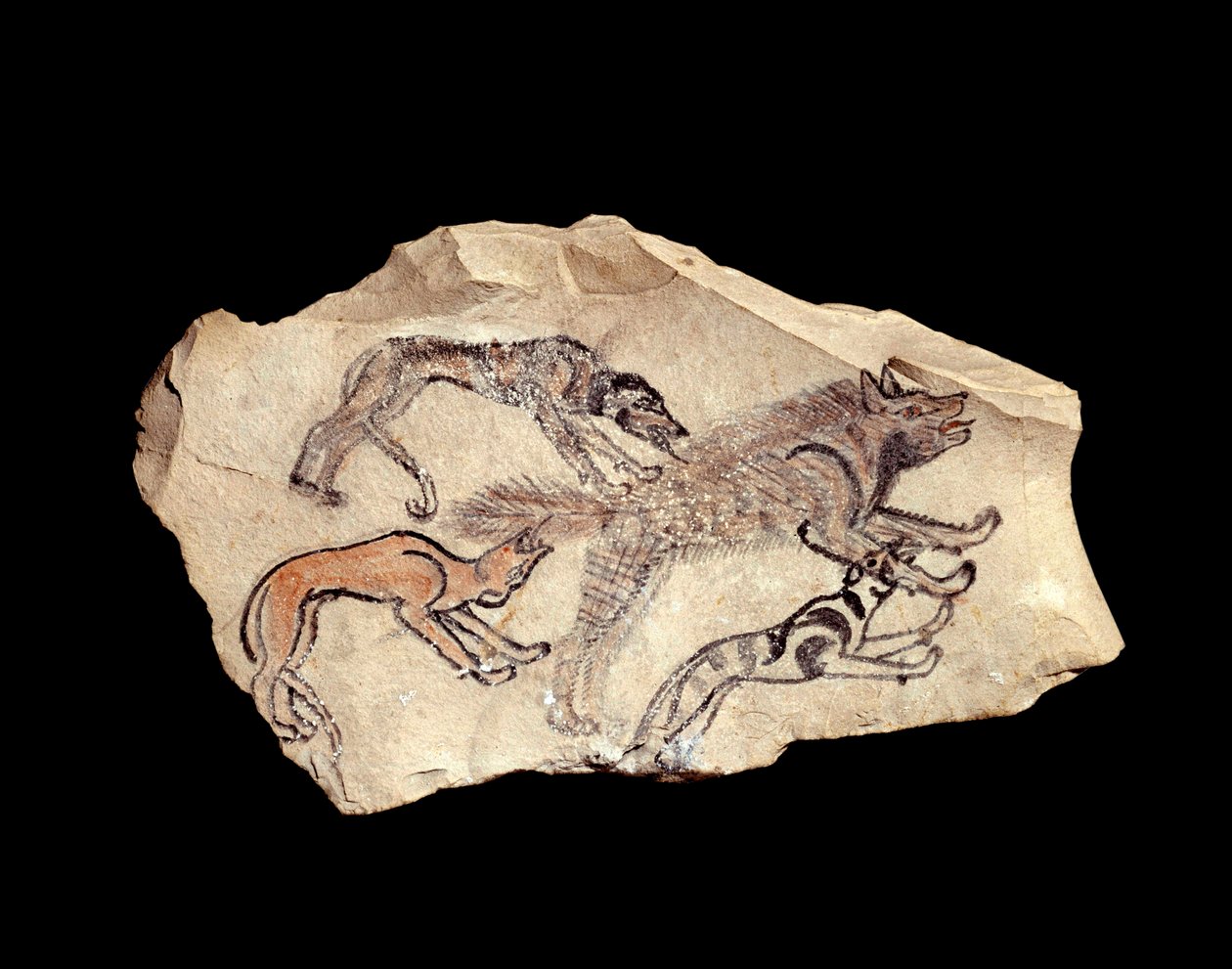 Egyptisk antikvitet: ostrakon (eller ostracon) (flertall: ostraca eller ostraka) (keramikk) i kalkstein som representerer tre hunder som jakter på en hyene. 1300-1070 f.Kr. Sol. 0,15x0,08 m Fra Deir el Medineh. Paris, Louvre-museet av School Egyptian