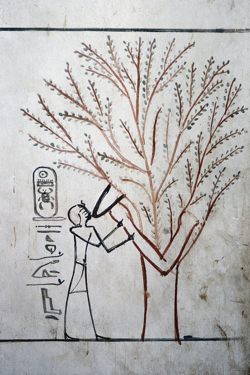 Luxor, Theben: Kongenes dal. Tomb of Thutmosis (Tuthmosis eller Thutmes) III (-1504 - -1450), farao av Egypt. av School Egyptian