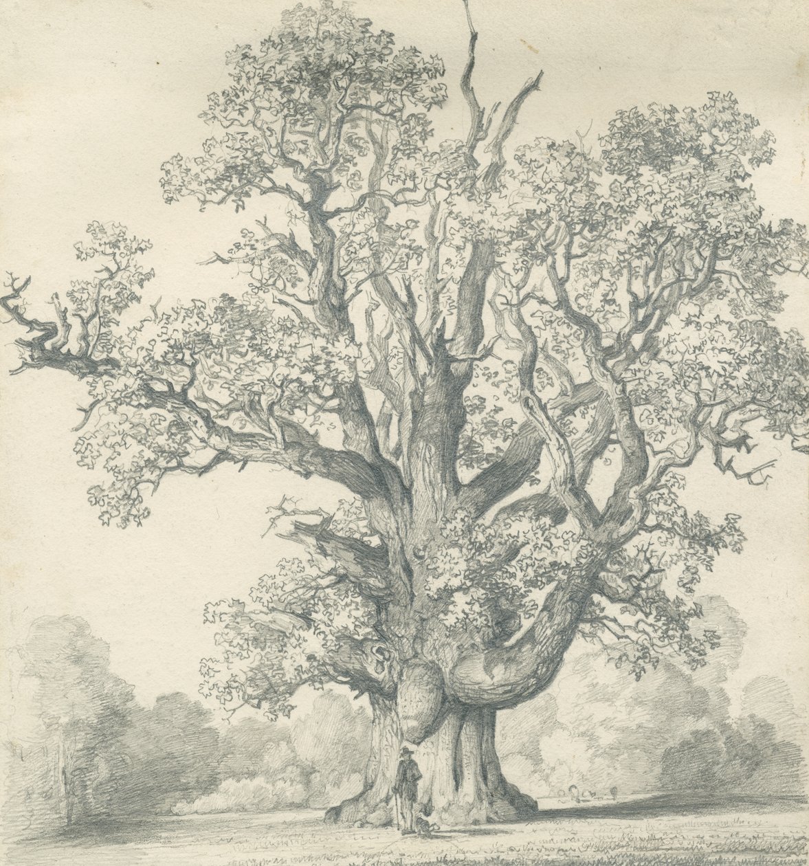 Needwood - Swilcar Oak: blyanttegning, nd [?19th cent] (tegning) av School English