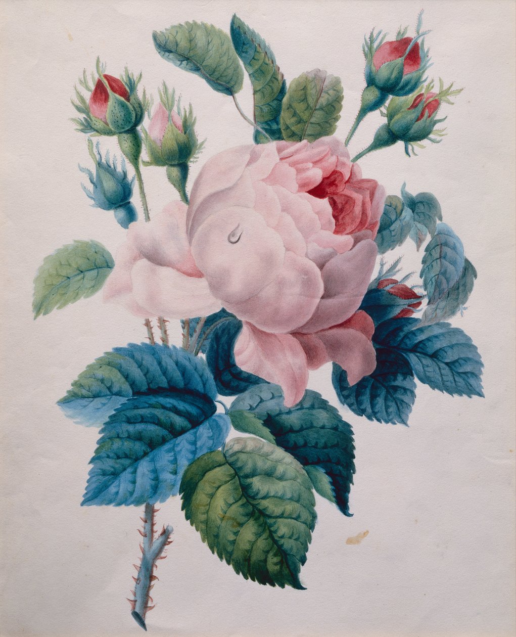 En rose (blyant og akvarell) av School French