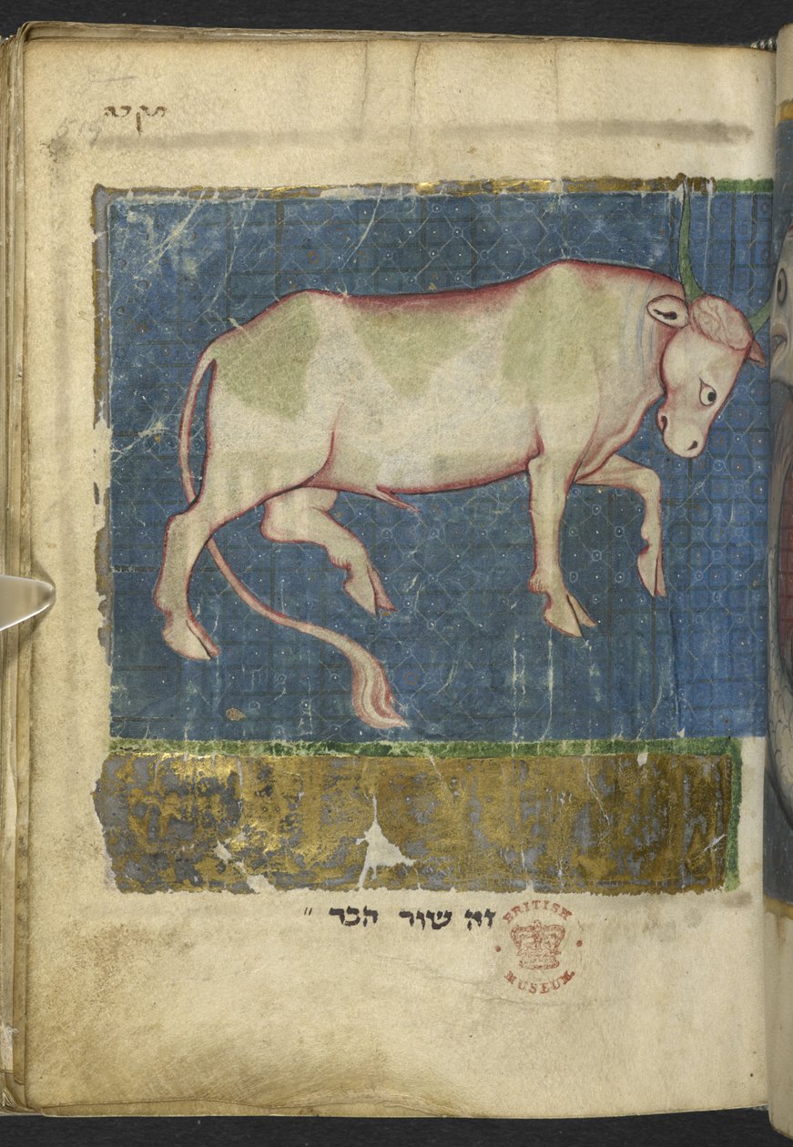 Legg til MS 11639 f.519t En okse, fra en blanding av bibelske og andre tekster ('The Northern French Miscellany' eller tidligere 'the British Museum Miscellany'y av School French