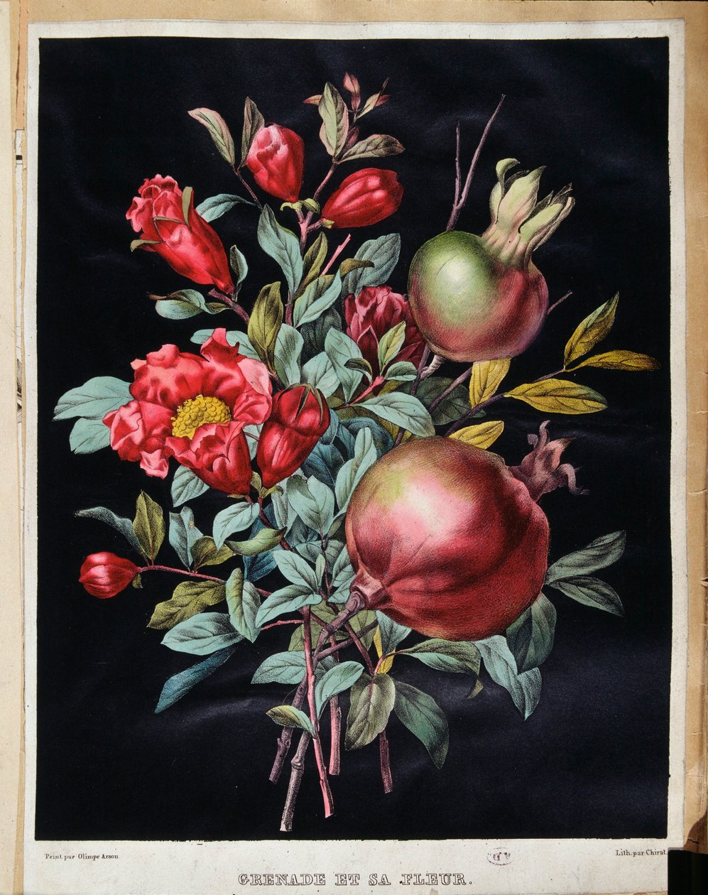 Granateple og dens blomst - botanisk bord av School French