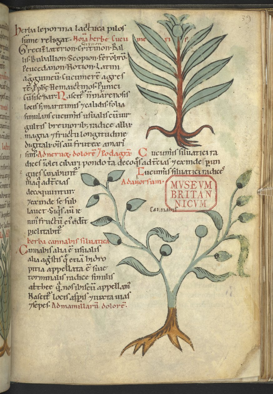 Harley 4986, f.39 Agurk; Cannabis, fra "The Book of Herbal Medicines" (En urte) (blekk og farge på lerret) av School German