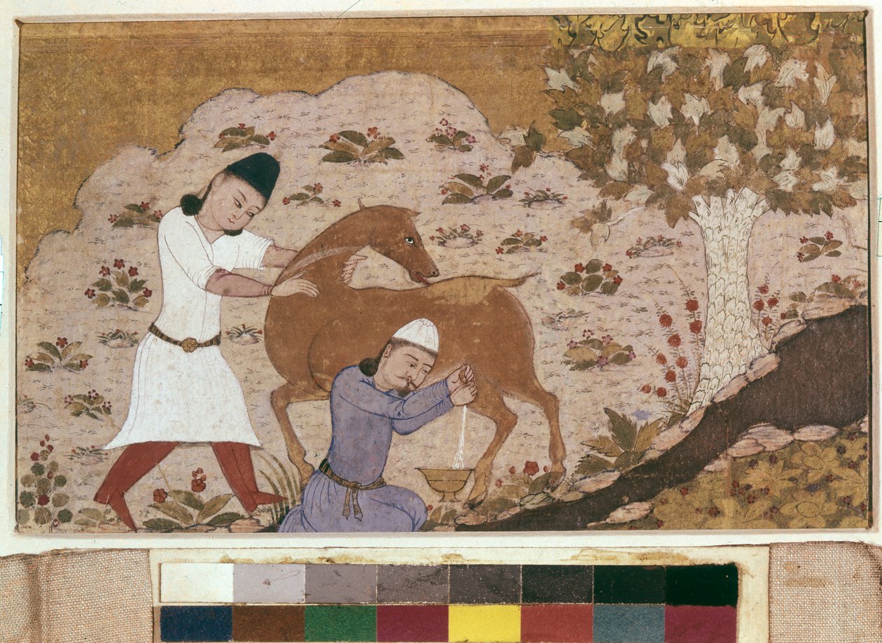 Onager Milking, sent på 1400-tallet (akvarell, gouache, hvit farge, blekk på papir) av School Iranian