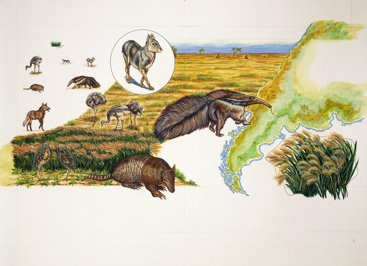 Argentina, Pampas (farge litho) av School Italian