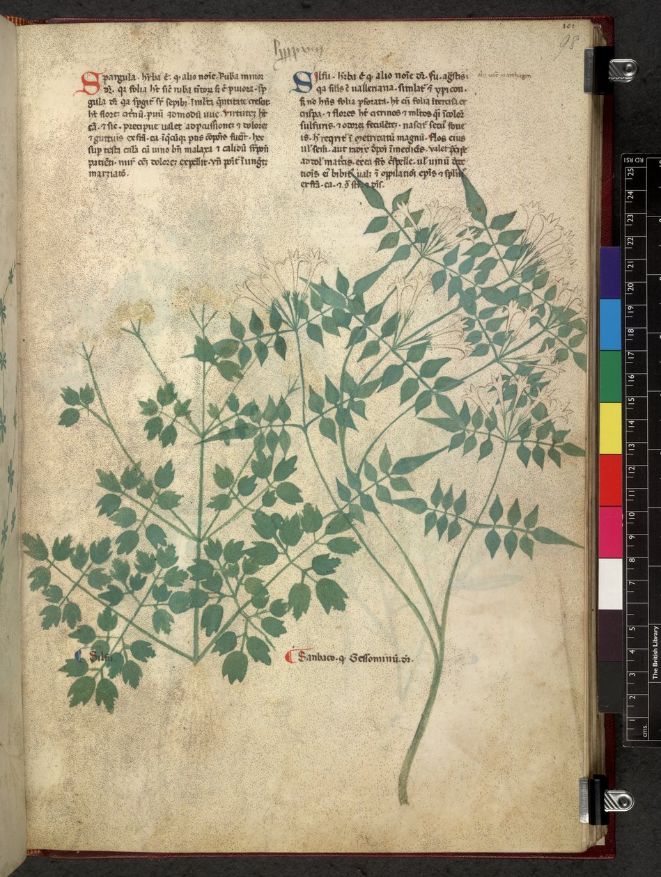 Egerton 747 Spargula and Self, Tractatus de herbis (urte) c.1280-1310 (blekk og farge på vellum) av School Italian