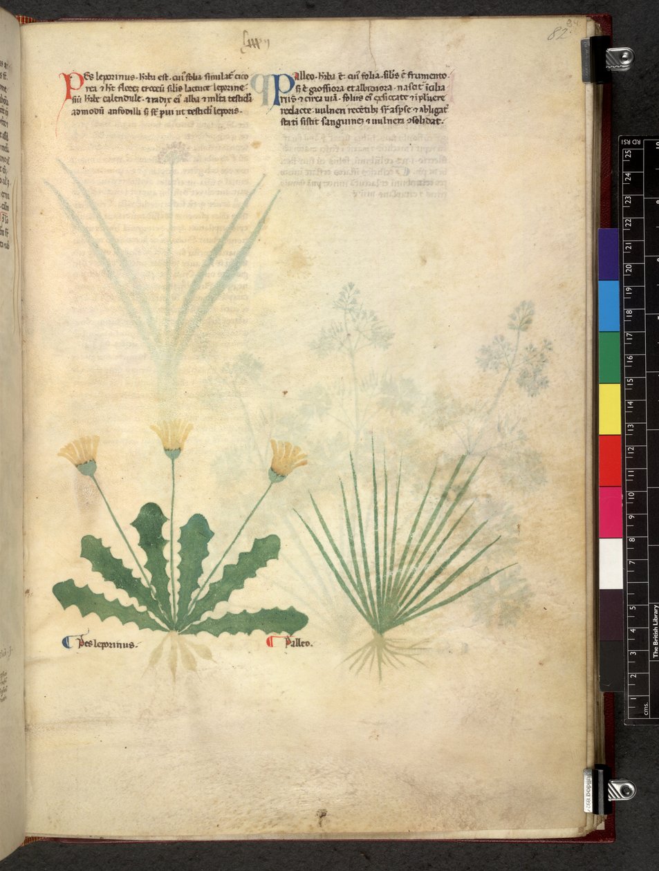 Egerton 747 Tractatus de herbis (urte) c.1280-1310 (blekk og farge på vellum) av School Italian